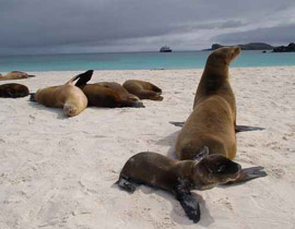 جردته الفقمة من الاسماك التي يصطادها فقتلها وحكم عليه بالسجن! صورة رقم 1