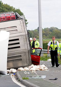 ام وابنتها تنجوان باعجوبة بعد ان صدمتهما حافلة نقل محملة بالدجاج! صورة رقم 1