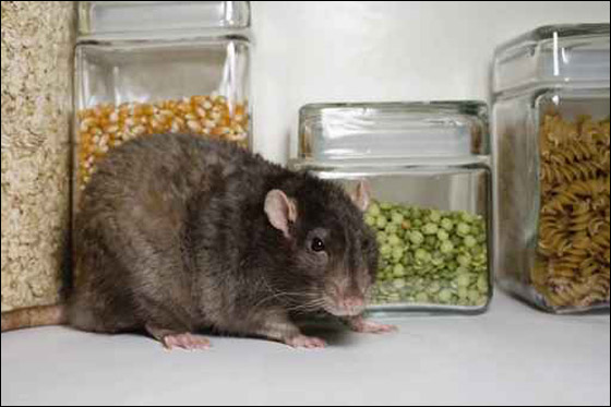 ربة منزل تعثر على فأر نافق داخل علبة لوبياء!! صورة رقم 1