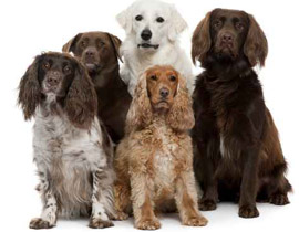 روسيا تخصص 76 مليون دولار لرعاية الكلاب والقطط الضالة!! صورة رقم 1