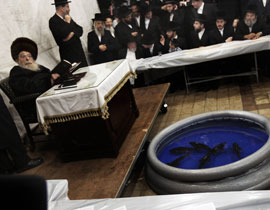 منظمات حماية الحيوان تدعو لحظر ذبح الدجاج في يوم الغفران لليهود صورة رقم 1 منظمات حماية الحيوان تدعو لحظر ذبح الدجاج في يوم الغفران لليهود صورة رقم 1