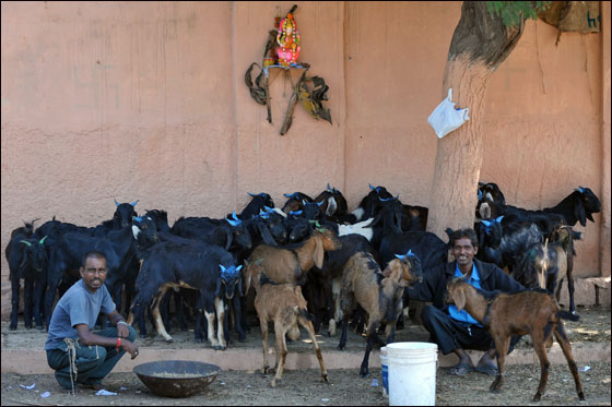 أكثر من ثلاثة ملايين حاج يقفون على عرفات اليوم  صورة رقم 4