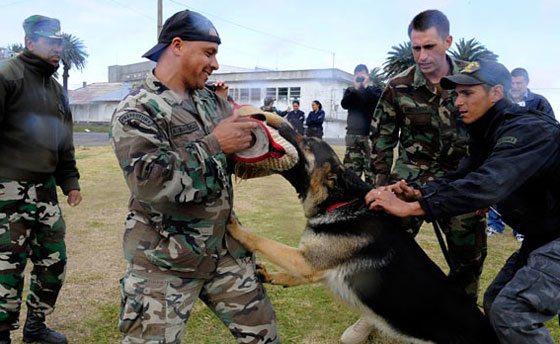 كلب شارك بعملية اغتيال بن لادن يحصد لقب 