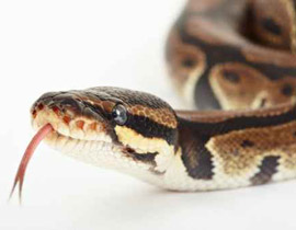 ام تنقذ طفلها من ثعبان التف حوله وكاد ان يقتله! صورة رقم 1