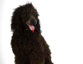 الصين: صورة كلب ملطخ بالدم بعد قتله في المطار تثير ضجة كبيرة! صورة رقم 1