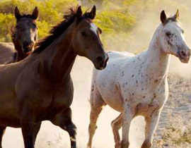 الركود الاقتصادي في بريطانيا يدفع اصحاب الخيول الى تركها في الشارع  صورة رقم 1