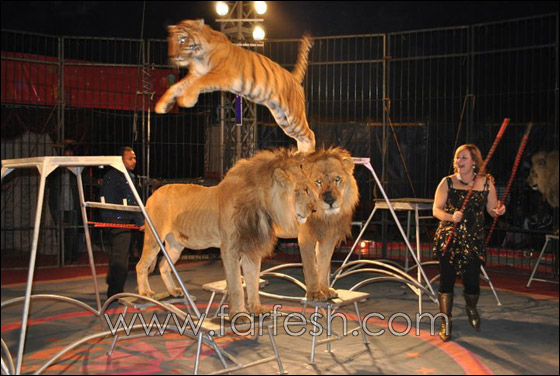 فاتن الحلو تبدأ جولتها الجديدة في سيرك مصر  صورة رقم 2