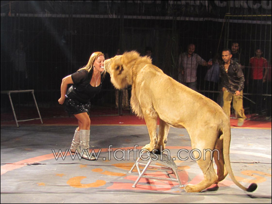 فاتن الحلو تبدأ جولتها الجديدة في سيرك مصر  صورة رقم 5