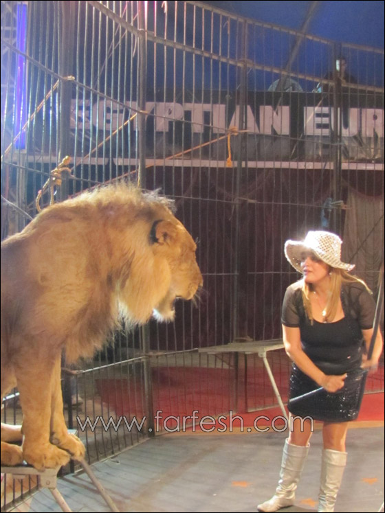 فاتن الحلو تبدأ جولتها الجديدة في سيرك مصر  صورة رقم 4