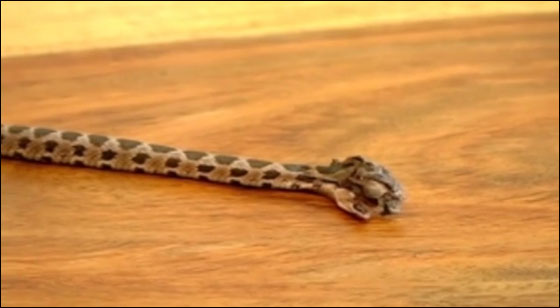 الطفل الشجاع: اكل رأس الافعى وقتلها ولم يصب باذى!  صورة رقم 5