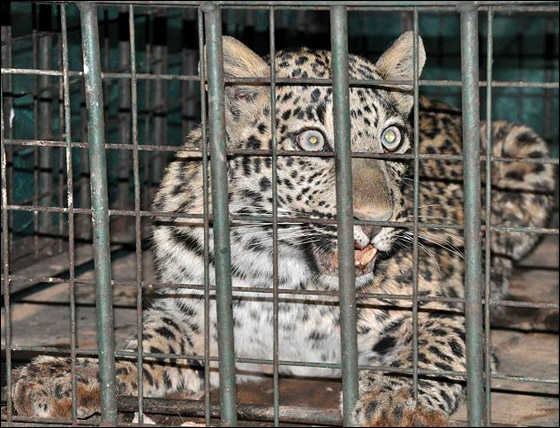 امرأة هندية حامل تنجو بأعجوبة من بين انياب نمر مفترس!  صورة رقم 3