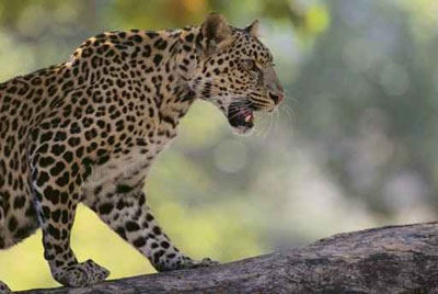 الضحية الخامسة خلال شهرين.. فهد يلتهم فتاة عمرها 14 عاما! صورة رقم 1