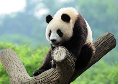 القبض على مجرم قتل باندا قبل 17 عاما!! صورة رقم 1