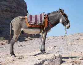 محاكمة قاصرين بقانون لم يستعمل منذ 40 عاما بسبب تعذيبهم حمار! صورة رقم 1 محاكمة قاصرين بقانون لم يستعمل منذ 40 عاما بسبب تعذيبهم حمار! صورة رقم 1