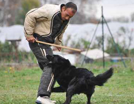 بسبب جدال.. عامل عربي يسلّط كلبه الشرس على يهودي في القدس صورة رقم 1 بسبب جدال.. عامل عربي يسلّط كلبه الشرس على يهودي في القدس صورة رقم 1