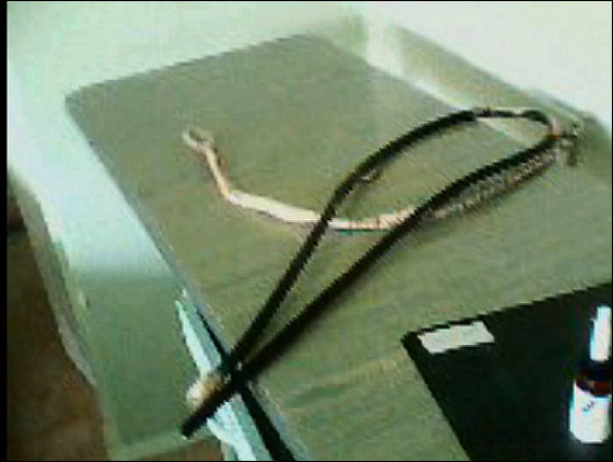 مشفى بحمص يعذب المرضى بالضرب بالسياط والصعق بالكهرباء صورة رقم 3