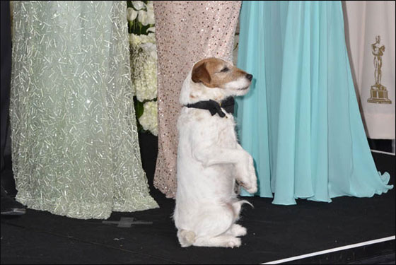 الكلب يوغي سيحل ضيفا على العشاء بالبيت الابيض! صورة رقم 5 الكلب يوغي سيحل ضيفا على العشاء بالبيت الابيض! صورة رقم 5