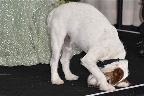 الكلب يوغي سيحل ضيفا على العشاء بالبيت الابيض! صورة رقم 2 الكلب يوغي سيحل ضيفا على العشاء بالبيت الابيض! صورة رقم 2