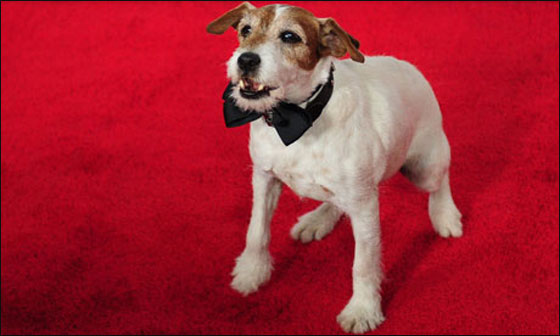 الكلب يوغي سيحل ضيفا على العشاء بالبيت الابيض! صورة رقم 3 الكلب يوغي سيحل ضيفا على العشاء بالبيت الابيض! صورة رقم 3