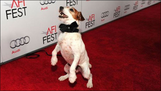 الكلب يوغي سيحل ضيفا على العشاء بالبيت الابيض! صورة رقم 7 الكلب يوغي سيحل ضيفا على العشاء بالبيت الابيض! صورة رقم 7