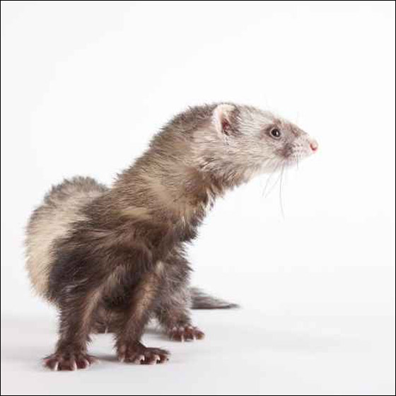 نمس جائع يهاجم طفلة في عربتها ويقضم اصبعها! صورة رقم 4 نمس جائع يهاجم طفلة في عربتها ويقضم اصبعها! صورة رقم 4