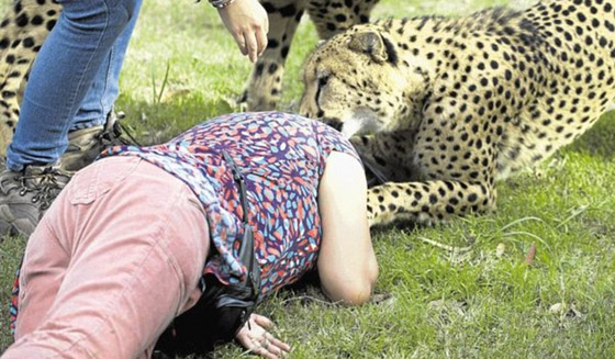 بالصور.. امرأة تنجو باعجوبة من هجوم فهد فتاك!  صورة رقم 7