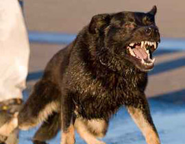 البرازيل: المطالبة باستخدام الكلاب في ردع اللاعبين المتمردين على قرارات الحكام  صورة رقم 1