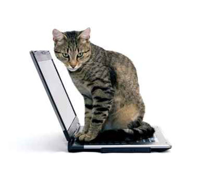 دهس أخته لأن قطتها بالت على حاسوبه! صورة رقم 1