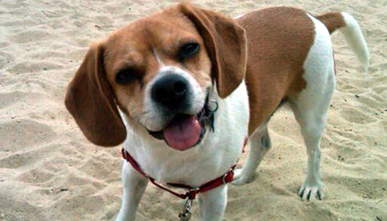 رجل ينفق جميع مدخراته ليفوز بحضانة كلبه! صورة رقم 1