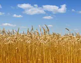 منظمة فاو: اسعار الغذاء العالمية آخذة في التراجع!! صورة رقم 1