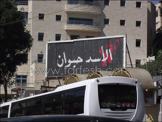 في مركز مدينة الناصرة.. الاسد حيوان!! صورة رقم 2 في مركز مدينة الناصرة.. الاسد حيوان!! صورة رقم 2