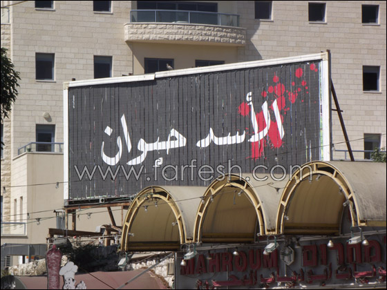 في مركز مدينة الناصرة.. الاسد حيوان!! صورة رقم 1 في مركز مدينة الناصرة.. الاسد حيوان!! صورة رقم 1