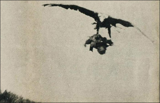 بالصور.. حادثة اختطاف نسر لطفلة صغيرة عام 1932!!  صورة رقم 3