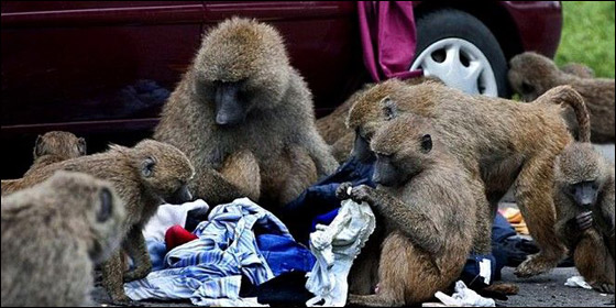 طريف للغاية: قردة تسرق شورتات أفراد منتخب فلسطيني!  صورة رقم 1