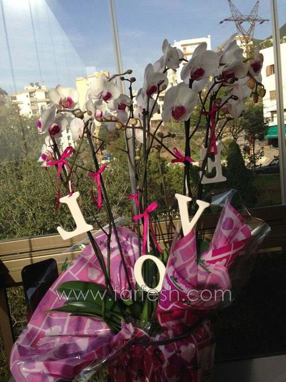 ماذا تلقت سيرين بعيد الحب وكيف تعرفتا نانسي وامل على ازواجهما؟ صورة رقم 16 ماذا تلقت سيرين بعيد الحب وكيف تعرفتا نانسي وامل على ازواجهما؟ صورة رقم 16