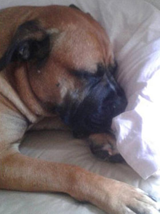 طفل ينجو من إعصار ويقتل من جراء عضات كلب صورة رقم 1