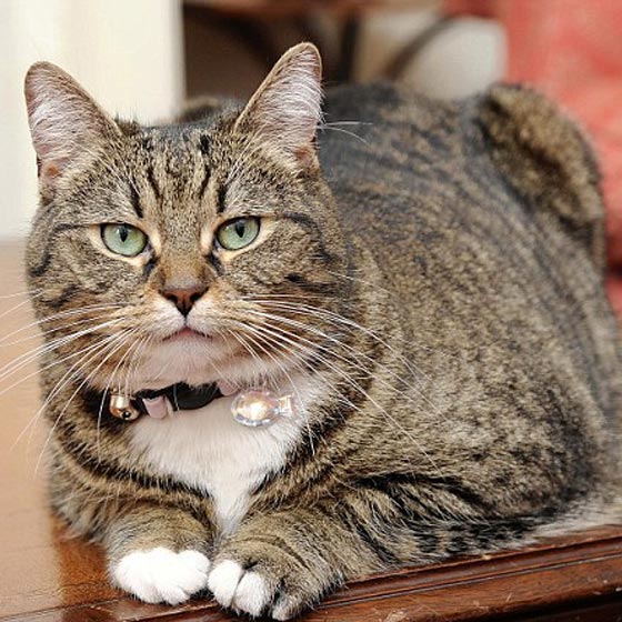 هل تم تجنيد قطة وزير المالية البريطاني لتكون جاسوسة للصين؟! صورة رقم 2