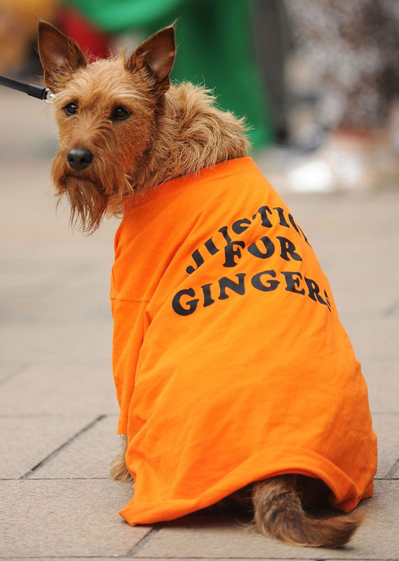 ذوو الشعر الأحمر يعتصمون رفضاً للتمييز ضدهم  صورة رقم 8