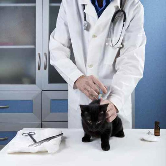 البصمة الجينية لقط المتهم اوصلت الى القاتل صورة رقم 1 البصمة الجينية لقط المتهم اوصلت الى القاتل صورة رقم 1