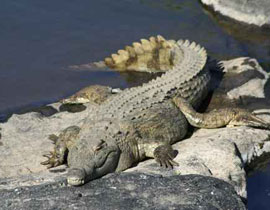 استراليا.. تمساح يقتل شابا امام اعين اصدقائه صورة رقم 1