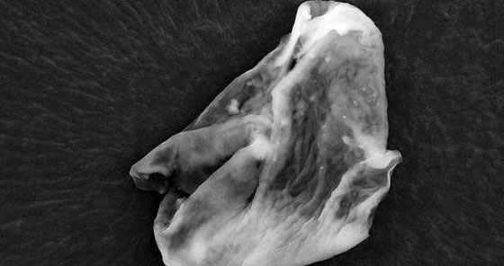 بالصور.. حشرات فضائية حملتها الشهب الى الغلاف الجوي للأرض صورة رقم 2