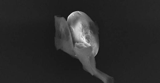 بالصور.. حشرات فضائية حملتها الشهب الى الغلاف الجوي للأرض صورة رقم 3