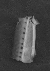 بالصور.. حشرات فضائية حملتها الشهب الى الغلاف الجوي للأرض صورة رقم 1