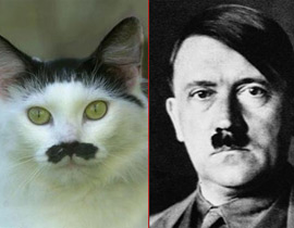 اهانة الرئيس بوتين بنشر صورة له بجانب كلب 