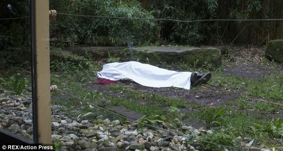 نمر يقتل حارس حديقة الحيوانات نسي اقفال باب القفص وقت الاطعام صورة رقم 2