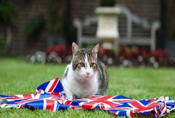 القط لاري يستأثر بمحبة ورعاية رئاسة وزراء بريطانيا!! صورة رقم 1