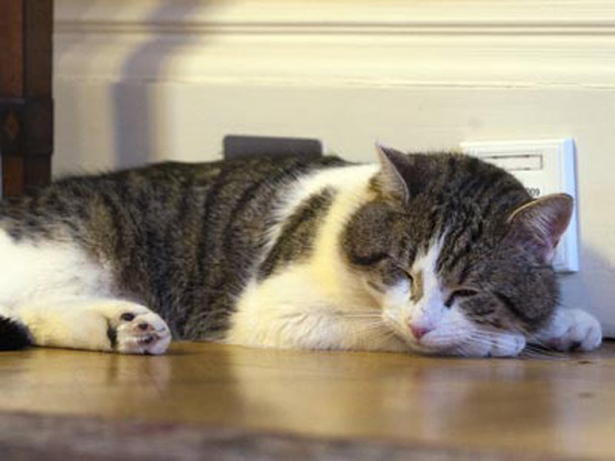 القط لاري يستأثر بمحبة ورعاية رئاسة وزراء بريطانيا!! صورة رقم 3