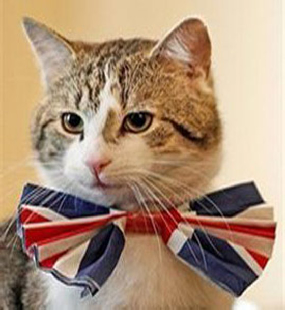 القط لاري يستأثر بمحبة ورعاية رئاسة وزراء بريطانيا!! صورة رقم 4