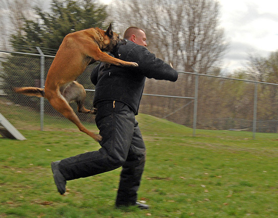 في اميركا.. كلاب عنصرية تتجنب عض البيض صورة رقم 1 في اميركا.. كلاب عنصرية تتجنب عض البيض صورة رقم 1