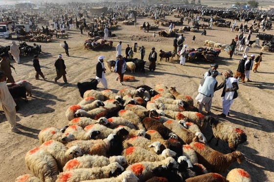 بالصور.. شاهدوا احتفالات شعوب العالم بعيد الاضحى صورة رقم 4